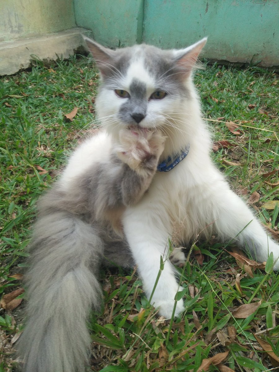 mamabimbi's tweet photo. Tolong barangkali ada yang liat kucing aku dijual di forum jual beli, atau nemu di jalan, kabarin aku secepatnya yaa.
dom purwakarta
cp : 081563873045 (wa) https://t.co/vnInPzliWJ