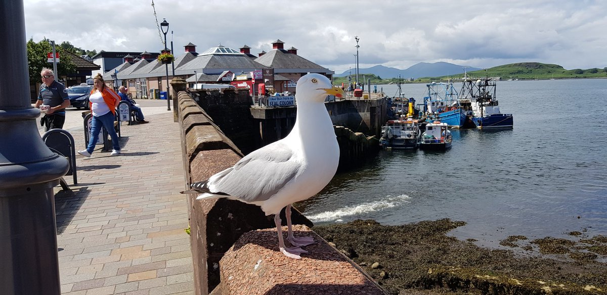 akwindram's tweet photo. I am very happy today, my favourite #0ban #RoxysCafe has opened for takeaway. #LemonFudge #coffee and bacon roll. I had to move it quick, #Seagull seemed to like it too :) https://t.co/KuMDIMvvWn