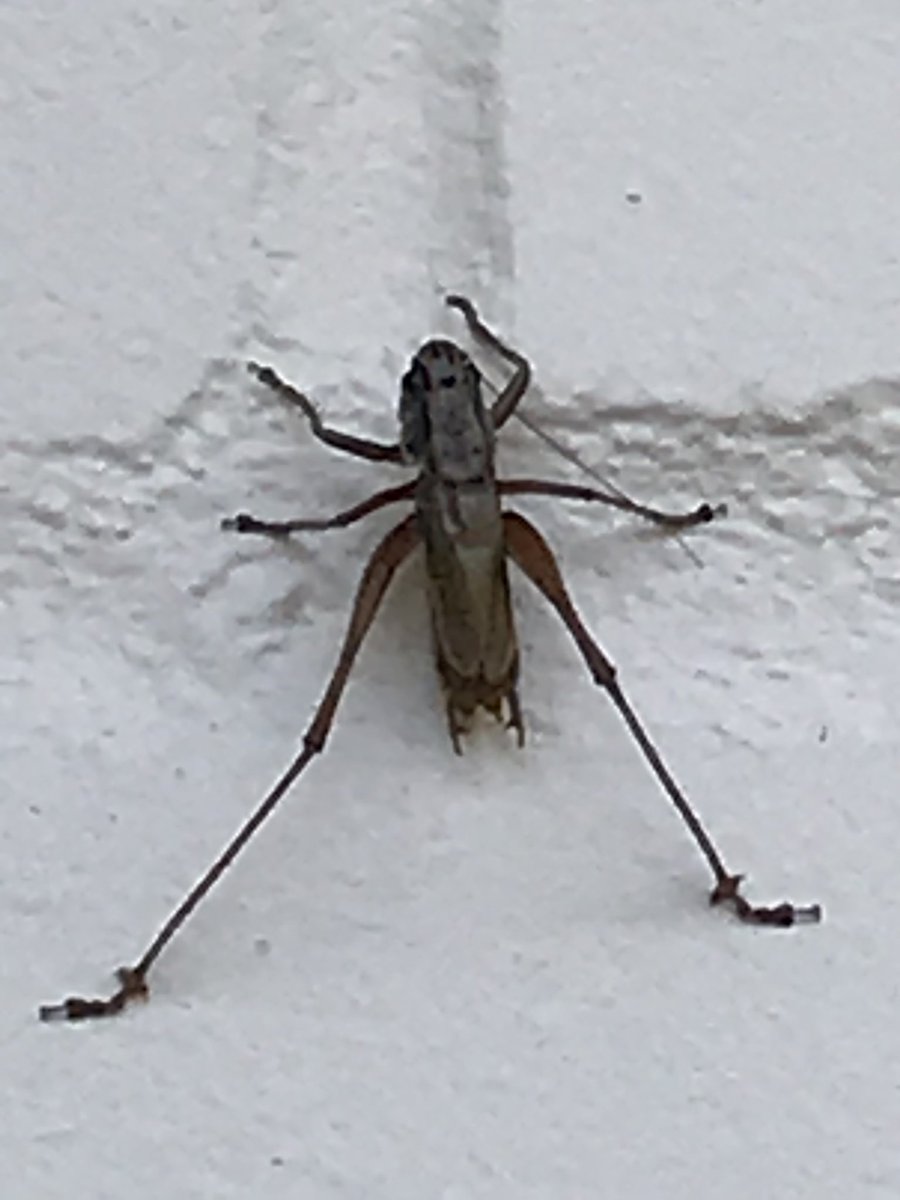 Hello <a href="/BritEntSoc/">BENHS</a>, can you please tell me if this is a grasshopper. Can’t find it in my nature book. Found on my outside wall in West Berkshire. Body about 2cm long. Thanks.