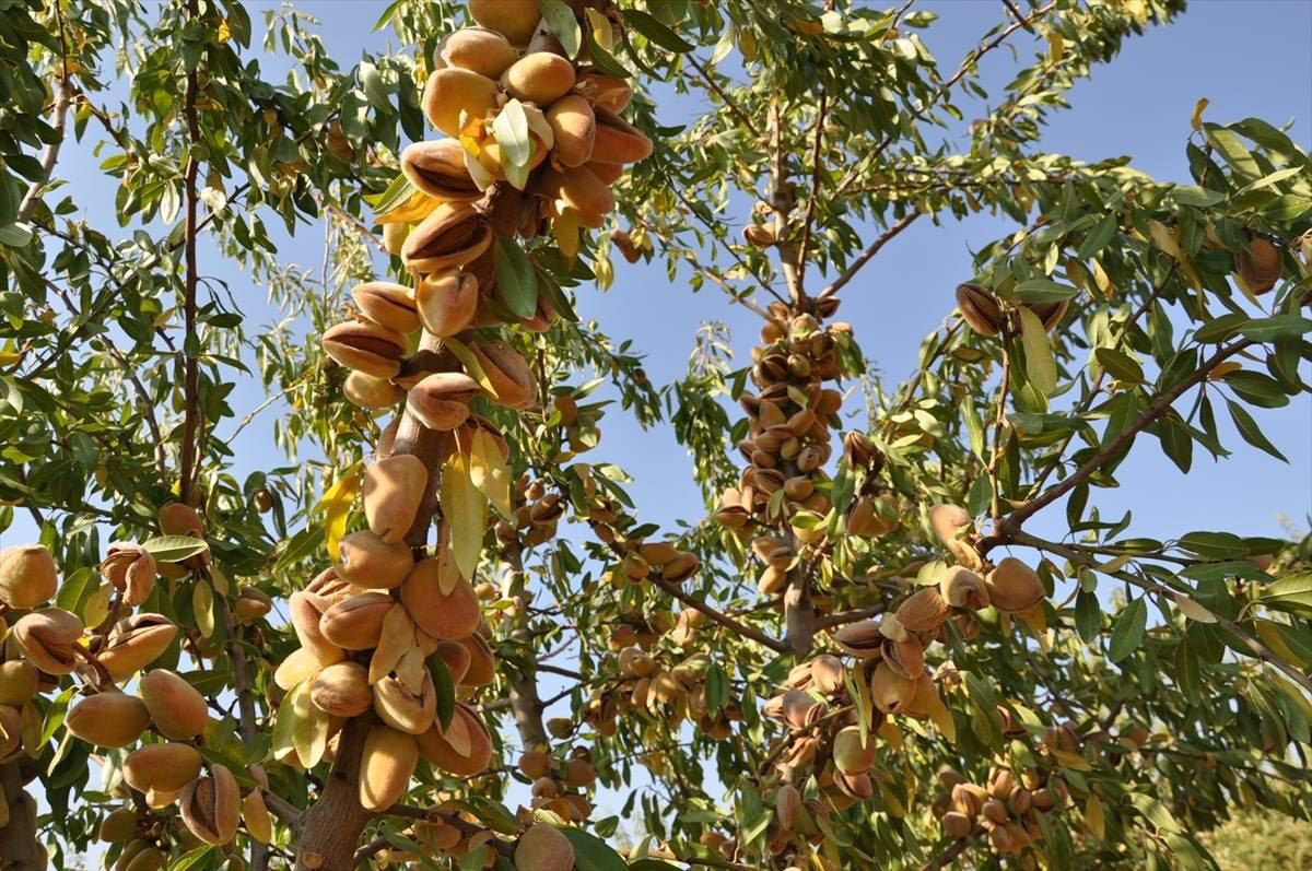 MuhammadSmiry's tweet image. Salfit - Palestine