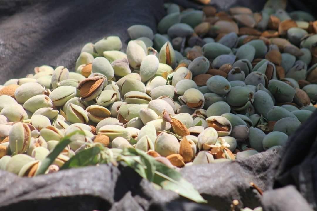 MuhammadSmiry's tweet image. Salfit - Palestine