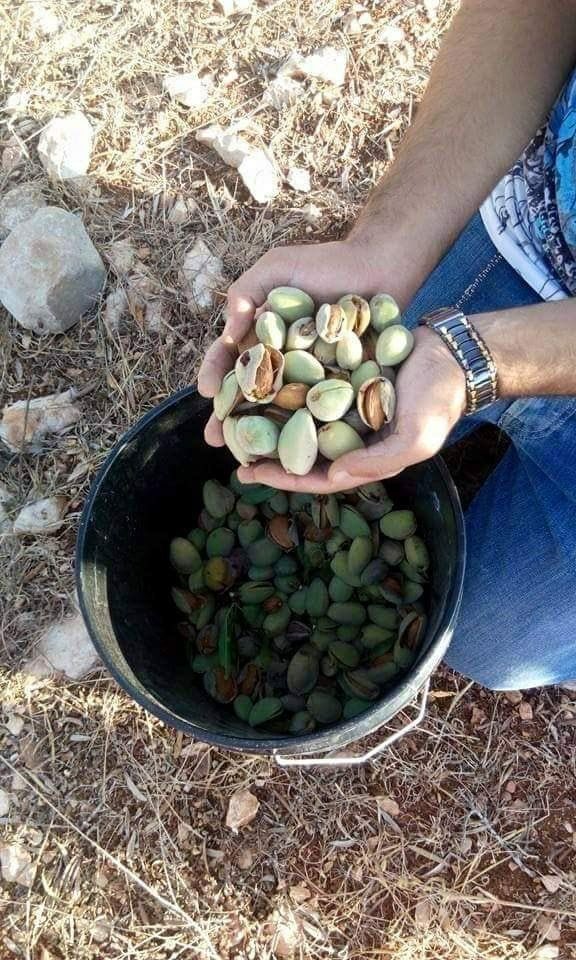 MuhammadSmiry's tweet image. Salfit - Palestine