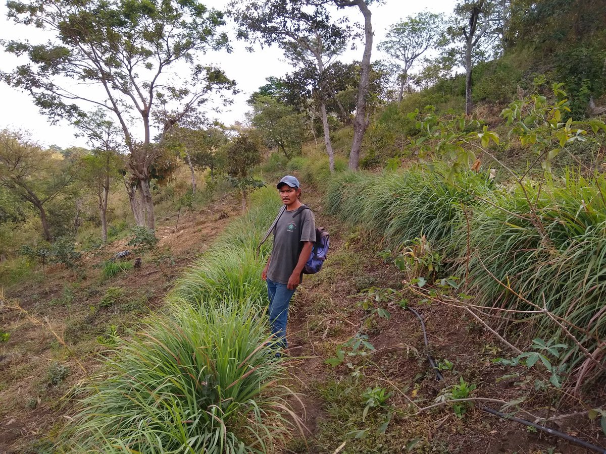 Las acciones de los #FOAG se basan principalmente en la promoción de buenas prácticas agrícolas para conservar los #suelos y #agua en cultivos ubicados en zonas de recarga hídrica. Los #FOAG son redes multiactores (alcaldías, operadores de agua, productores, ONGs) @CRSEspanol
