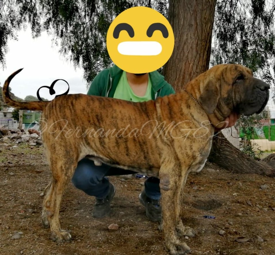 FernandaMG82's tweet photo. Jajaj quitence que ya llegué perras #perrosfila #filabrasileño #perros #perro #perrodeataque #perrosdeguarda #perrosraza #perrosguardian #caes #caesphoto #fernandamg82 #protecion #FernandaMG82 hijo de Argos la mejor raza Fila brasileño desde la conquista del mejor criadero https://t.co/XseT6bzoOs