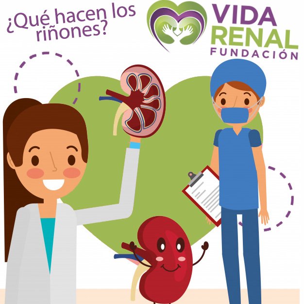 VidaRenal's tweet photo. ¿Qué hacen los #riñones? 😊
Los riñones eliminan sustancias tóxicas que provocarían la muerte de las células y del organismo entero.👨‍⚕️
Estas son posteriormente desechadas .
¿Te gustaría apoyar a nuestra fundación? Entérate cómo en https://t.co/QttXILFJd5
👩‍⚕️ https://t.co/5CjVIgJBq3