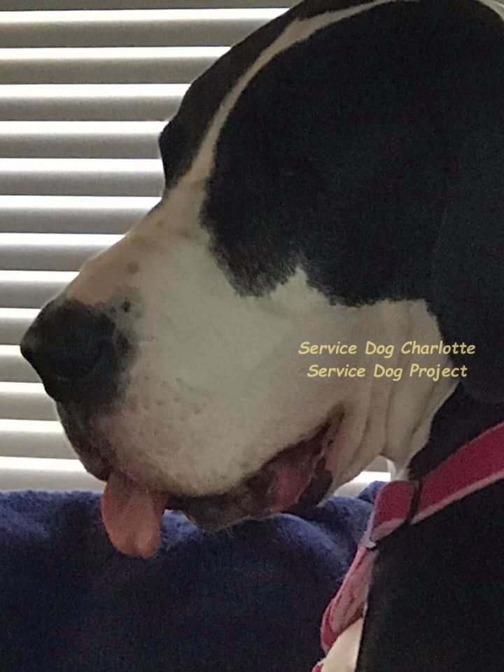 ServiceDogPr's tweet photo. #TongueOutTuesday photos from 2 #GreatDane #ServiceDogs who chose #Veterans as partners.
#ServiceDog Charlotte &amp; SD Wrinkle demonstrate 2 very different techniques.
#GreatDanes excel at #TOT!

#Dogs #DogTwitter #DaneLife 
#Veteran #Vet
#TuesdayVibes #mydogiscutest
@dogcelebration https://t.co/Ok15RCiW2E
