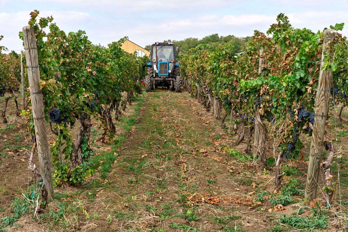 wine_educators's tweet photo. New Grapes on the American Wine Scene!

Article:
https://t.co/yGEqGWnw3S https://t.co/5SlSsY1wj8