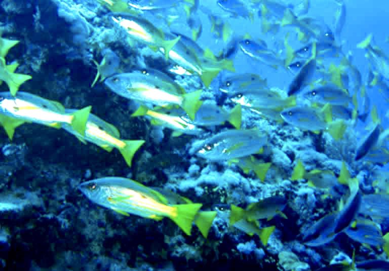 Llega la segunda edición del “Encuentro de los Mares” Del 13 al 15 de julio 2020. Los océanos como despensa y futuro. Un encuentro online apasionante. Cocineros, científicos y pescadores.  Inscripción gratuita. madridfusion.net/es/blog/los-oc…