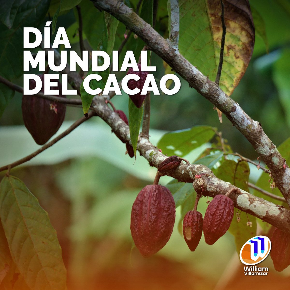 WilliamNdeS's tweet photo. En el Día Mundial del Cacao nos llena de orgullo exaltar la labor de las 52.000 familias colombianas que se dedican al cultivo de este fruto y producen cerca de 60.000 toneladas al año. https://t.co/QvFlrfM1oc
