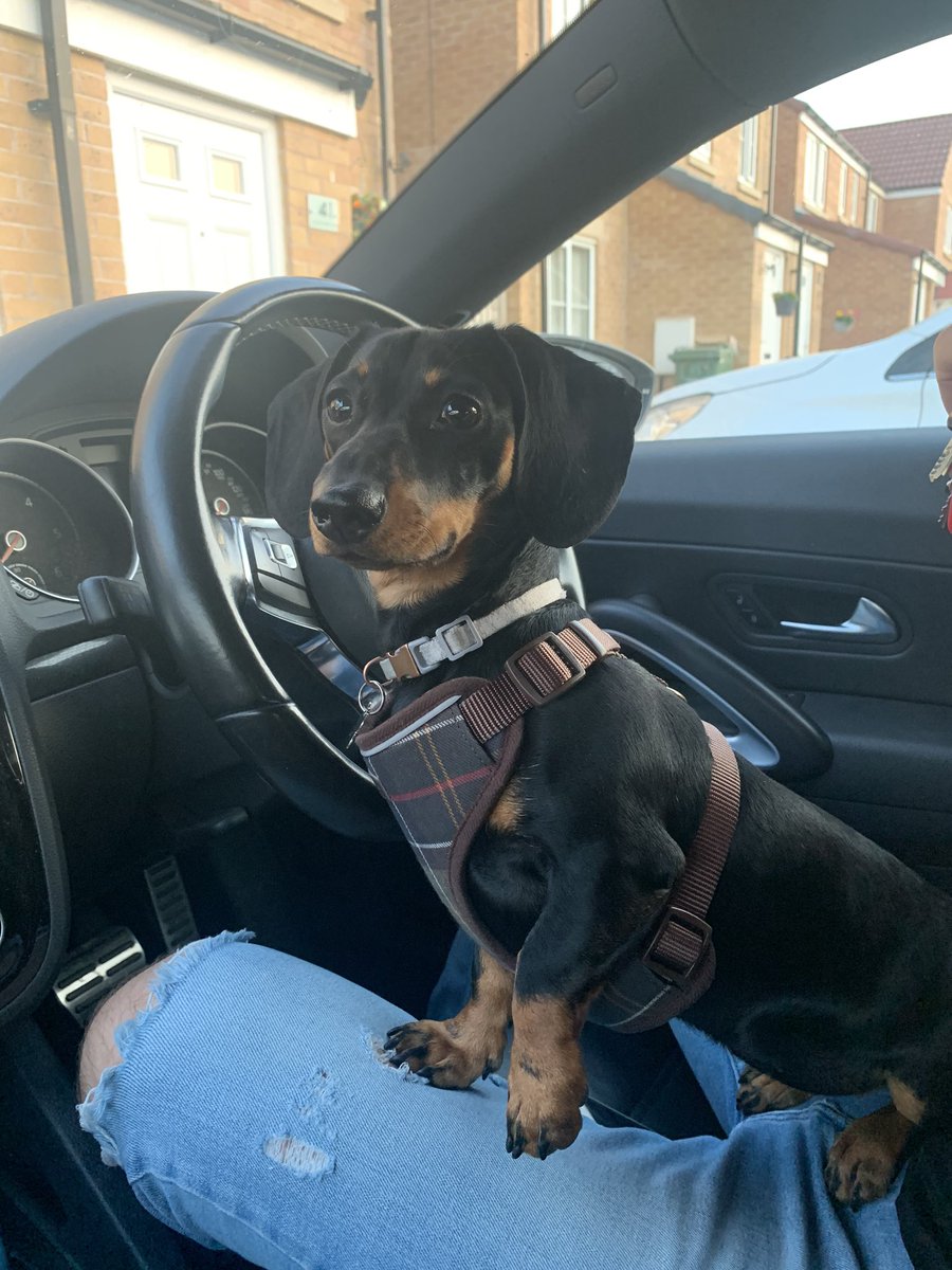 april_pass's tweet photo. Introducing my cute baby to Twitter 😍🐶 say hello to Mia 👋 #dauschund #dauschundsontwitter #puppy #mybabygirl https://t.co/nK2IAPLu4a