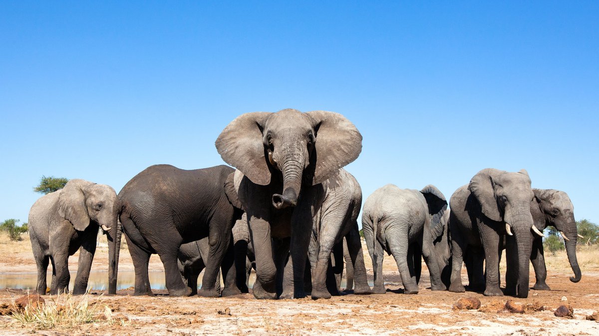 HKStrategies's tweet photo. In response to the collapse of Africa's tourism industry due to the pandemic, @HKBelgium supported @AWF_Official, leading conservation group, with amplifying their voice on this issue by launching an inaugural newsletter aimed at European decision-makers. #HKwork https://t.co/l8stblvHFc