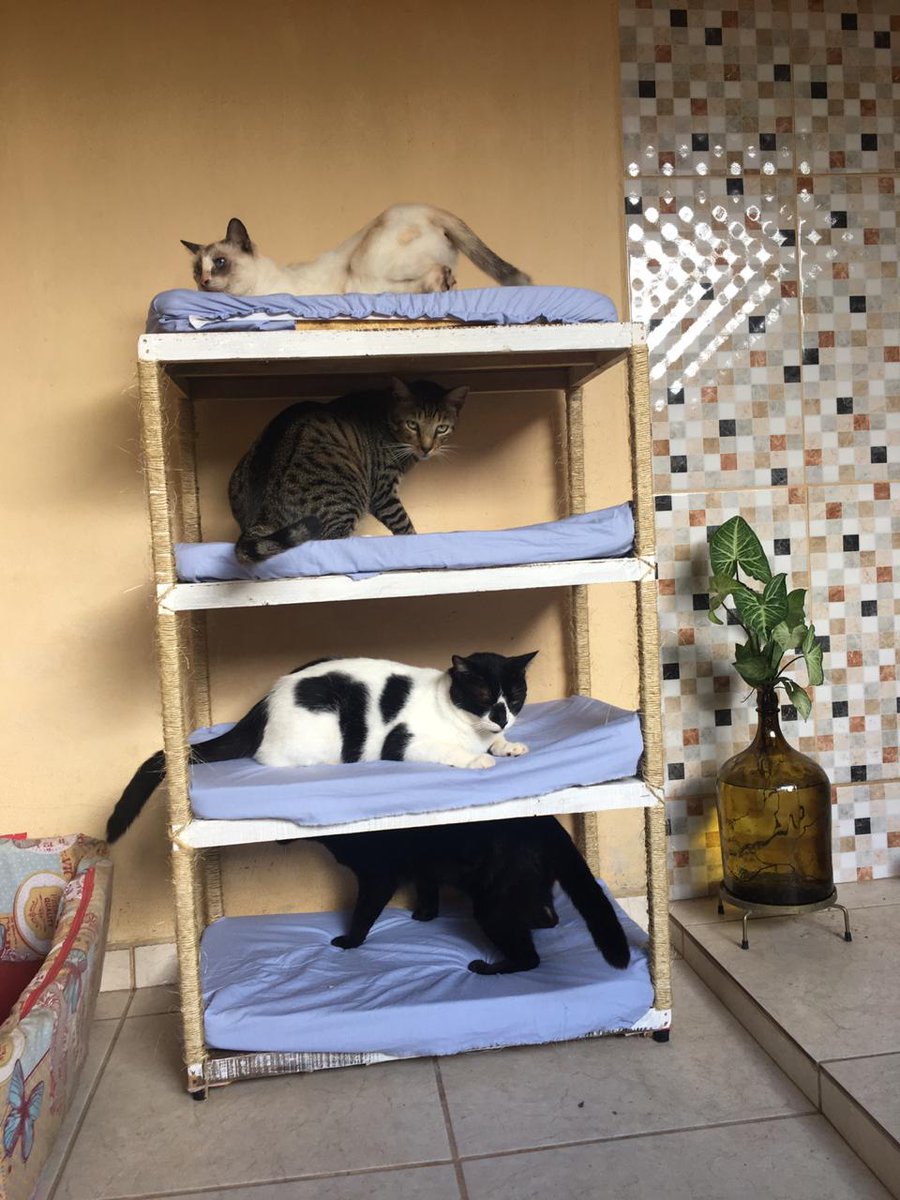 luvvmeland's tweet photo. bicho e a mamãe que mandou fazer uma BELICHE para os nossos 4 gatos.... https://t.co/D0cT1gyNKU