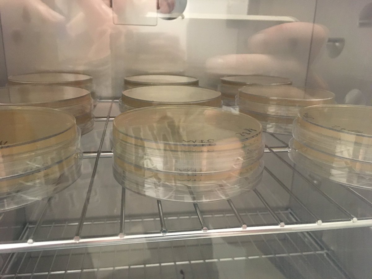 jessica_minett's tweet photo. Samples are now plated and ready to spend the night cwtched up in the incubator!
#cloning #JessCloningJourney #troutPhD https://t.co/9UUqm9BK3O