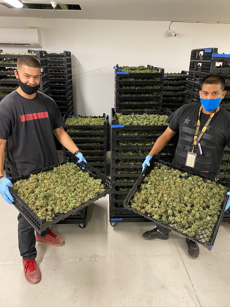 Say hi to Dom (left) and Hugo (right) carrying some fresh new buds at #DrRobbFarms! Hugo was just appointed trim lead. They're both amazing assets for Dr. Robb's post harvest team 🤝🌿⁣