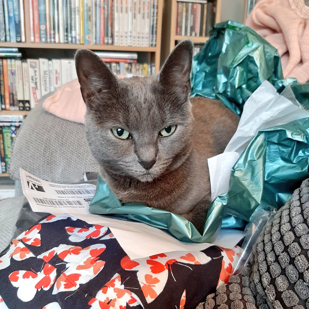 Poppy_beantoes's tweet photo. Hey @SimplyBeUK mum says will you accept this return?!? 😹😹😹 #CatsOfTwitter #Cat #SimplyBe #Parcel https://t.co/D4Ueq9FVxQ