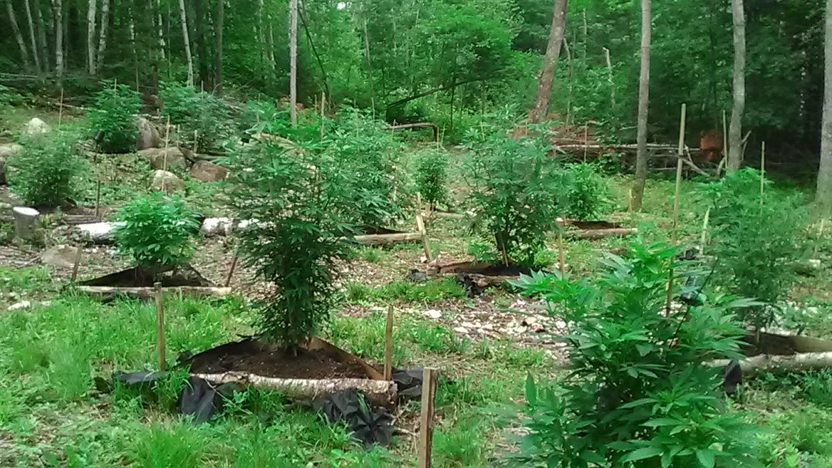 the_loring's tweet photo. Pic #3 Of My Garden Today Life Is Jamming Up Here In Western Mountains of Maine!!!✌🇺🇸🌎 https://t.co/iOoQDDroUN