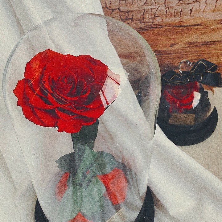 InfinityFlowerB's tweet photo. Verwunschen wie im Märchen, verschwindet der Zauber, wenn die letzte Blüte herunterfällt. Nur, dass diese Rose niemals verwelkt. #everlastingbeauty https://t.co/C9a521Rw2p