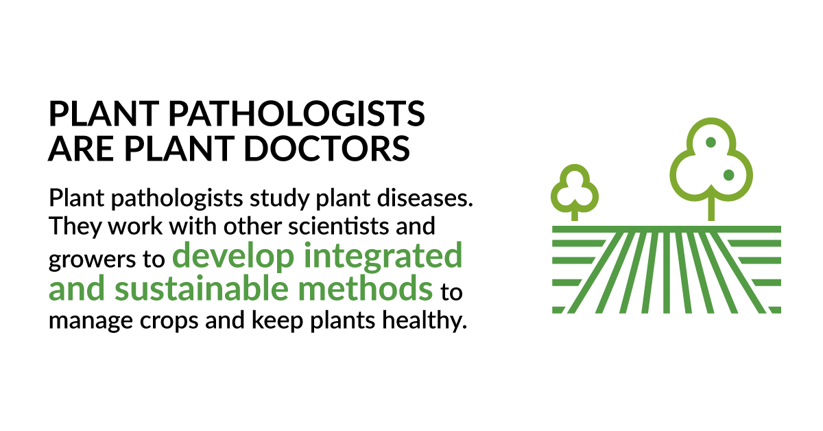 plantdisease's tweet photo. Plant pathologists are plant doctors. #iyph2020 #iyph #planthealthisyourhealth 

Learn more: https://t.co/bgPvmNKmgW https://t.co/3Slh0f7aue