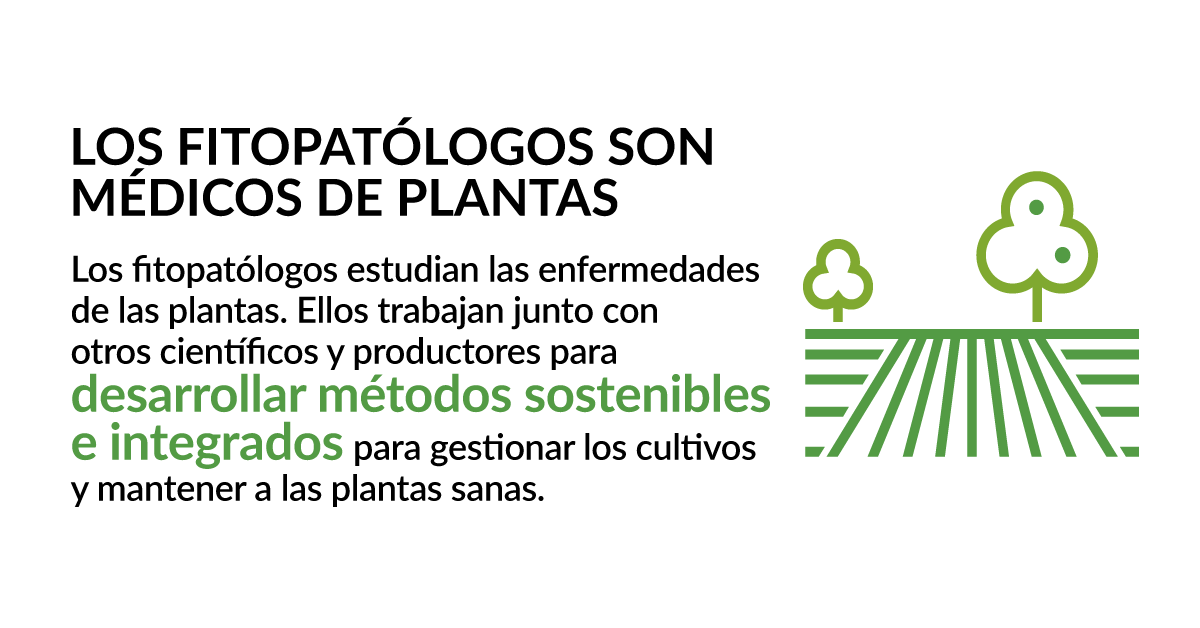 plantdisease's tweet photo. Plant pathologists are plant doctors. #iyph2020 #iyph #planthealthisyourhealth 

Learn more: https://t.co/bgPvmNKmgW https://t.co/3Slh0f7aue