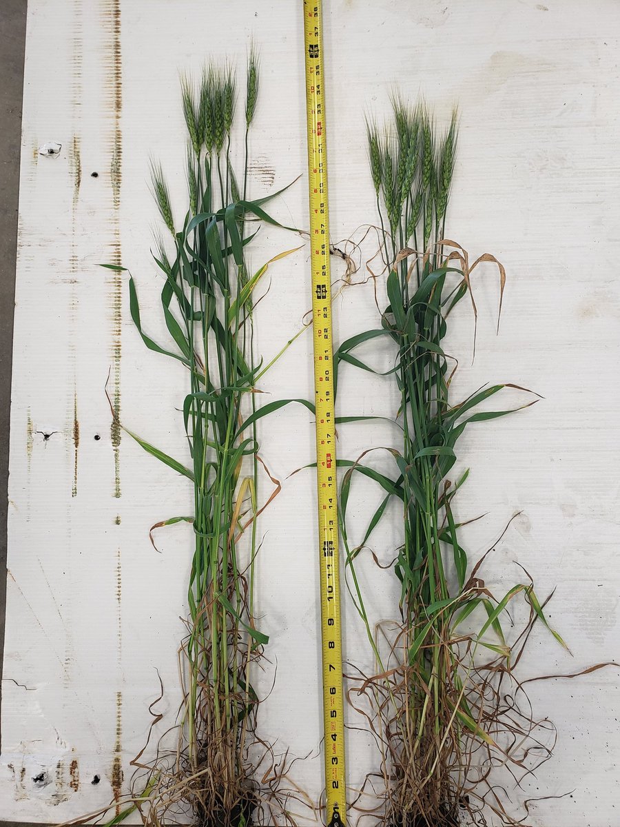 LD_Seeds's tweet image. Height differences in our manipulator field scale trials. Wheat variety is AAC Starbuck and Oat Variety is ORE3542M. Stay tuned during harvest for yield data!
@DylanWiebe45 @LloydWiebe @DawsonThiessen