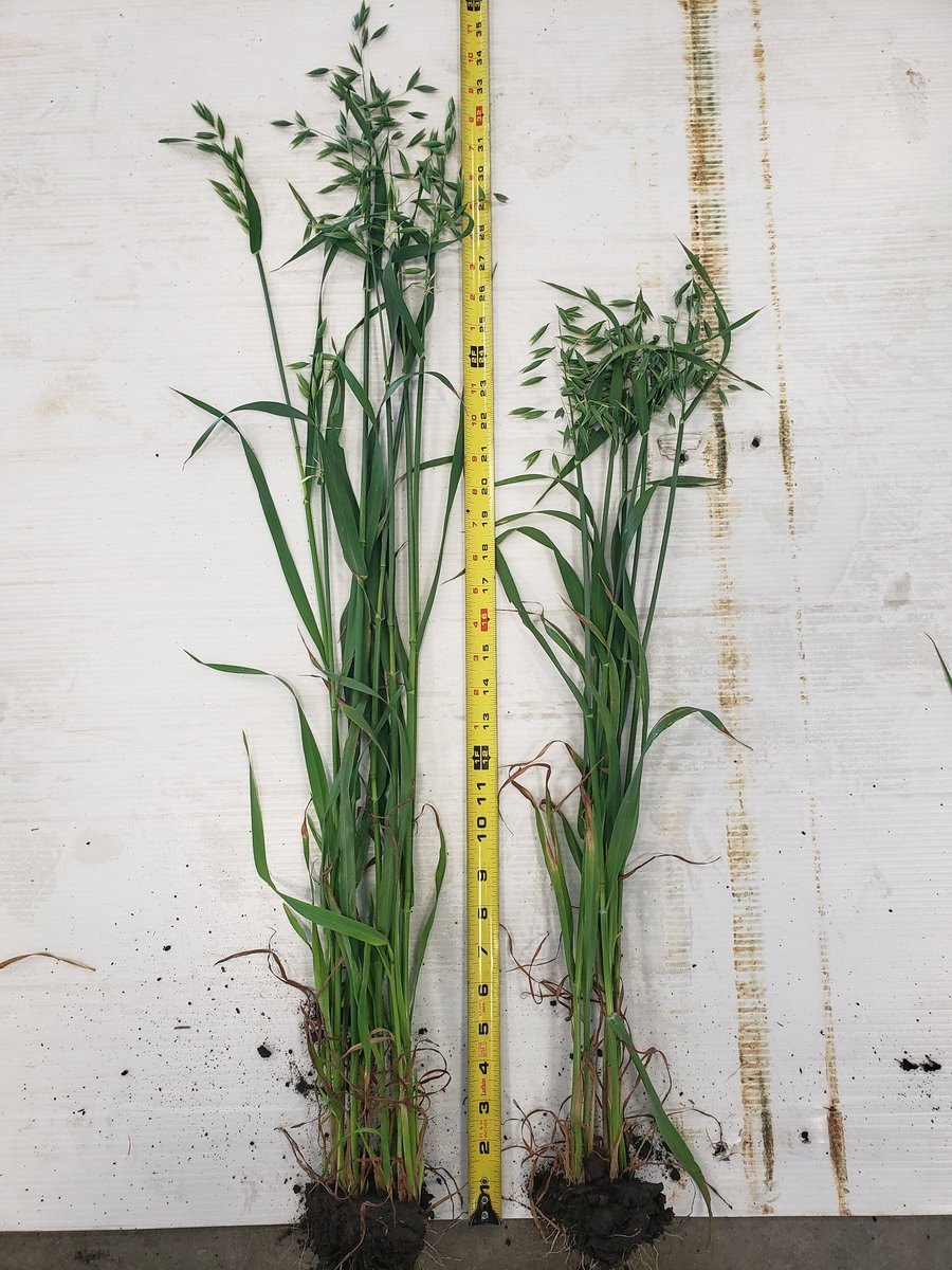LD_Seeds's tweet image. Height differences in our manipulator field scale trials. Wheat variety is AAC Starbuck and Oat Variety is ORE3542M. Stay tuned during harvest for yield data!
@DylanWiebe45 @LloydWiebe @DawsonThiessen