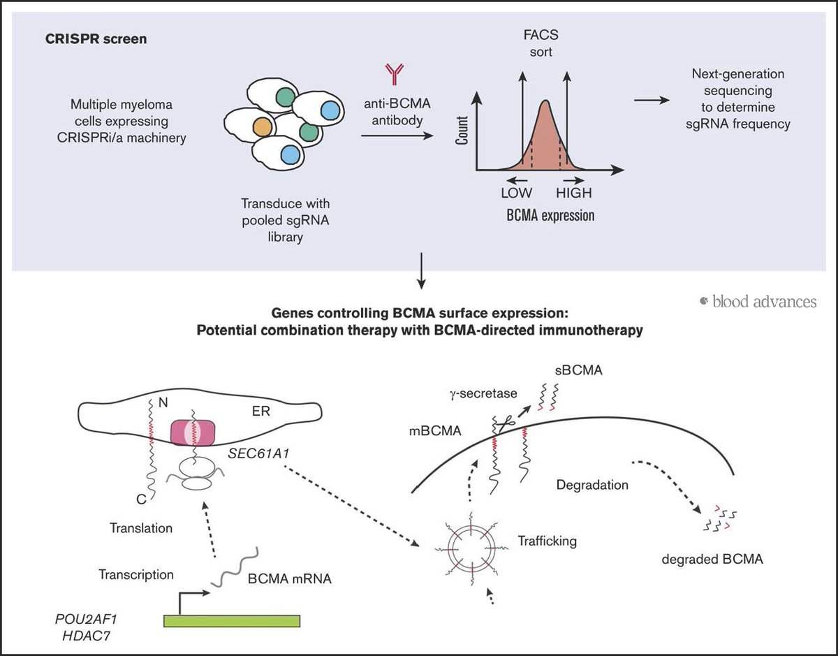 Blood Advances tweet media