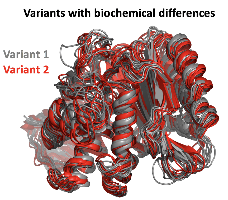 A protein adopts millions of structural poses. Often, protein mutations only subtly alter this "landscape", but dramatically modify a protein's biochemical properties. Its difficult to identify underlying structural features that explain biochemical differences between variants.