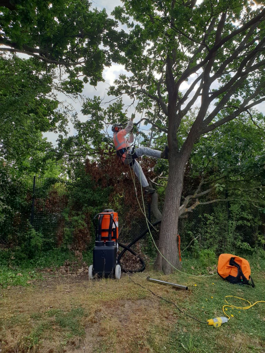 squires_leeGC's tweet photo. Out with one of our tree teams today.
Removing old OPM nests from oak trees 🌲 A very interesting and successful demonstration by Husqvarna! @GroundControlGC @GCMarcWilkinson @GrahamBirdGC @UK_Husqvarna https://t.co/gcdyAFaCGr