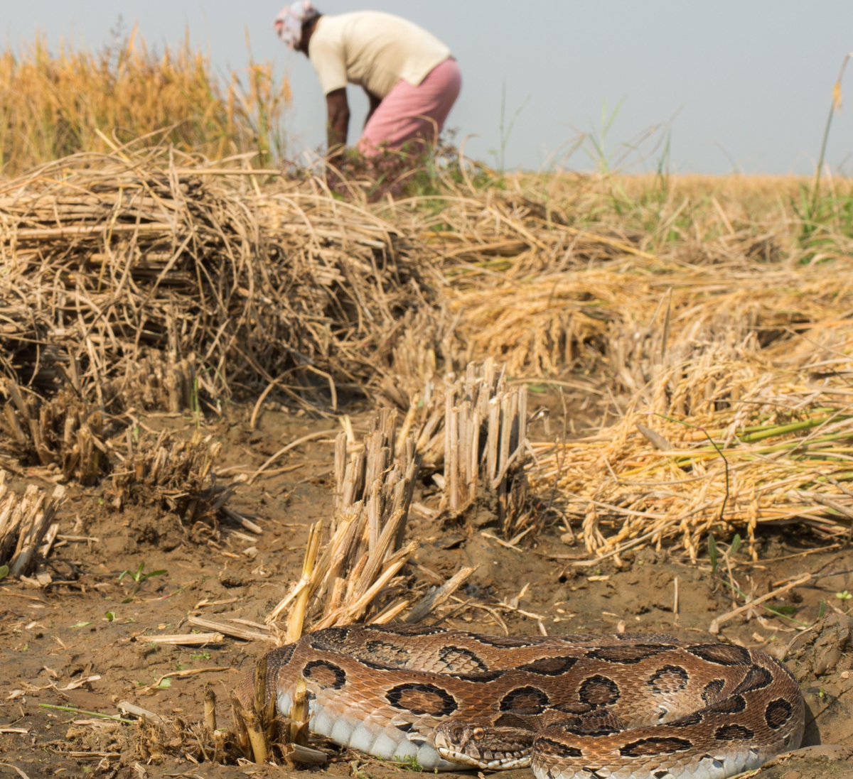 MDS data shows that snakebites killed 1.2 million Indians over the last 20 years, 70% of which were in just eight states, and much of which were during the rainy season.

elifesciences.org/articles/54076…
