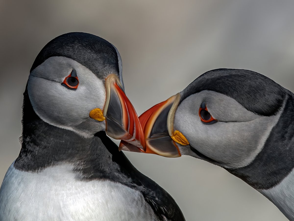 wildaboutIRL's tweet photo. Puffins reinforce their bond through ritual billing, its lovely to watch <3
#puffins #wildlifephotography #birdphotography #BirdTwitter https://t.co/RVLBYfZTrv