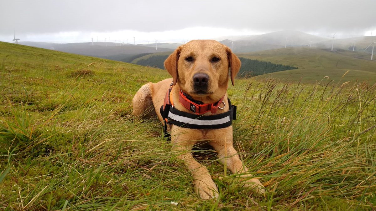 Wagtail_Courses's tweet photo. Our #ConservationDogs team have a really busy week ahead conducting #bat surveys in England, Scotland and Wales! Meet bat carcass #DetectionDog Spencer πΎπ¦
#detectiondogs #snifferdogs #workingdogs #wagtailuk #dogs #dogslife #blondlab #lab #labrador #conservation #ecology https://t.co/L2I3V0KTqy
