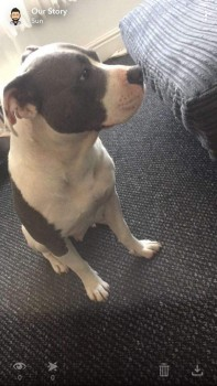 millypod1's tweet photo. BELLA HOME SAFE. THANKS FOR RT's 🙂🐕🐾

22 Jun 2020. BELLA #Lost #ScanMe 
Blue &amp; White Bull Dog Cross Female
St. Albans Road #Leicester #LE2 1GF
Bella has been sighted in #Glenfield #LE3
SIGHTINGS PLZ **
https://t.co/dXBZFm5ZSo https://t.co/Zgy5tgQ7Cu