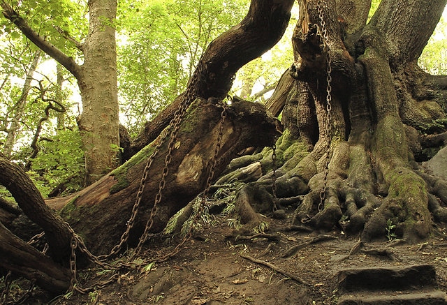 GSI_Sightings's tweet photo. We are excited about our next investigation we will be investigating the famous chained oak
You can watch previous investigations on our YouTube channel.
Link can be found in the bio
.
#ghosts #sightings #haunting #scary #paranormalactivity #spirits #chainedoak https://t.co/maP7iTvalf