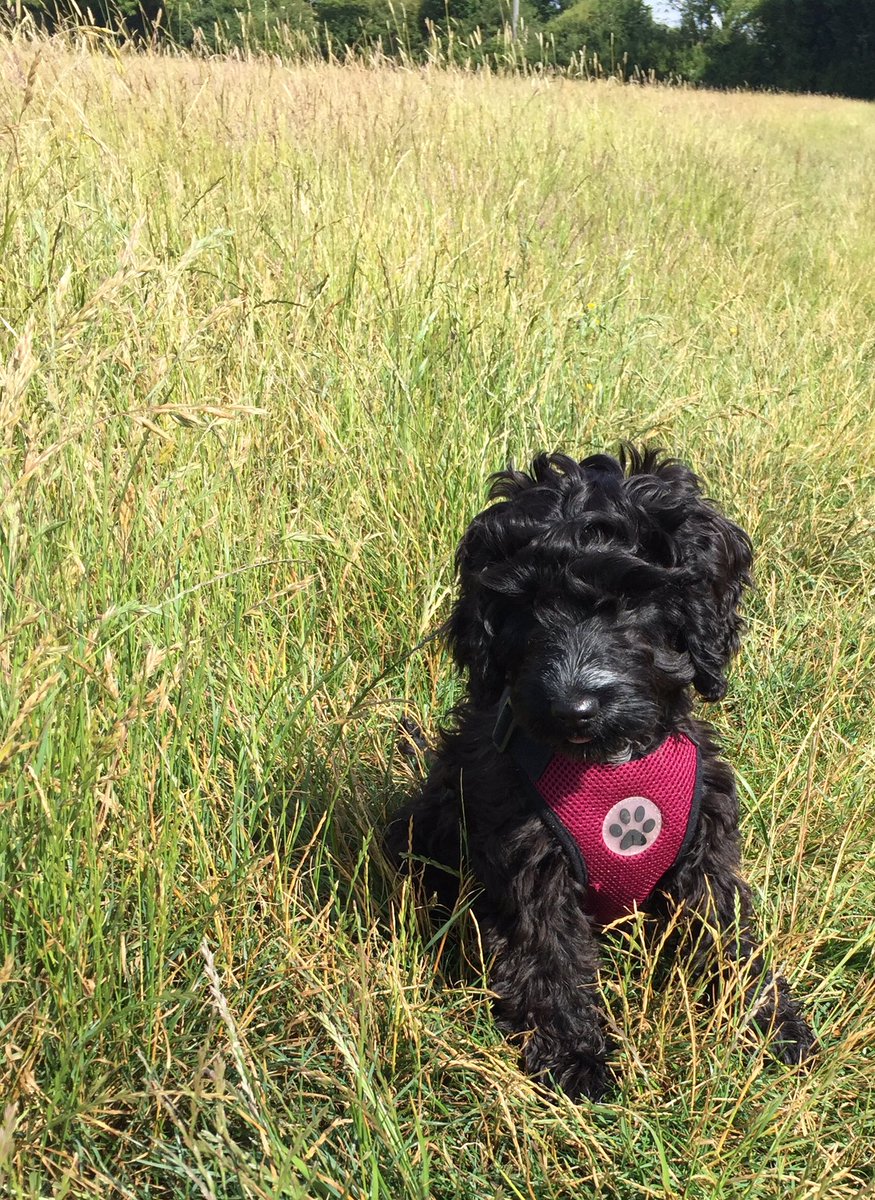 ResearchArani's tweet photo. Here’s my 4 month old cockapoo puppy Alba, pausing for an oh so short break to pose for her #pawsinconvention entry. Enough of that, time to start the insane bouncing around again. #IoFFC https://t.co/mTNIWPNL6z