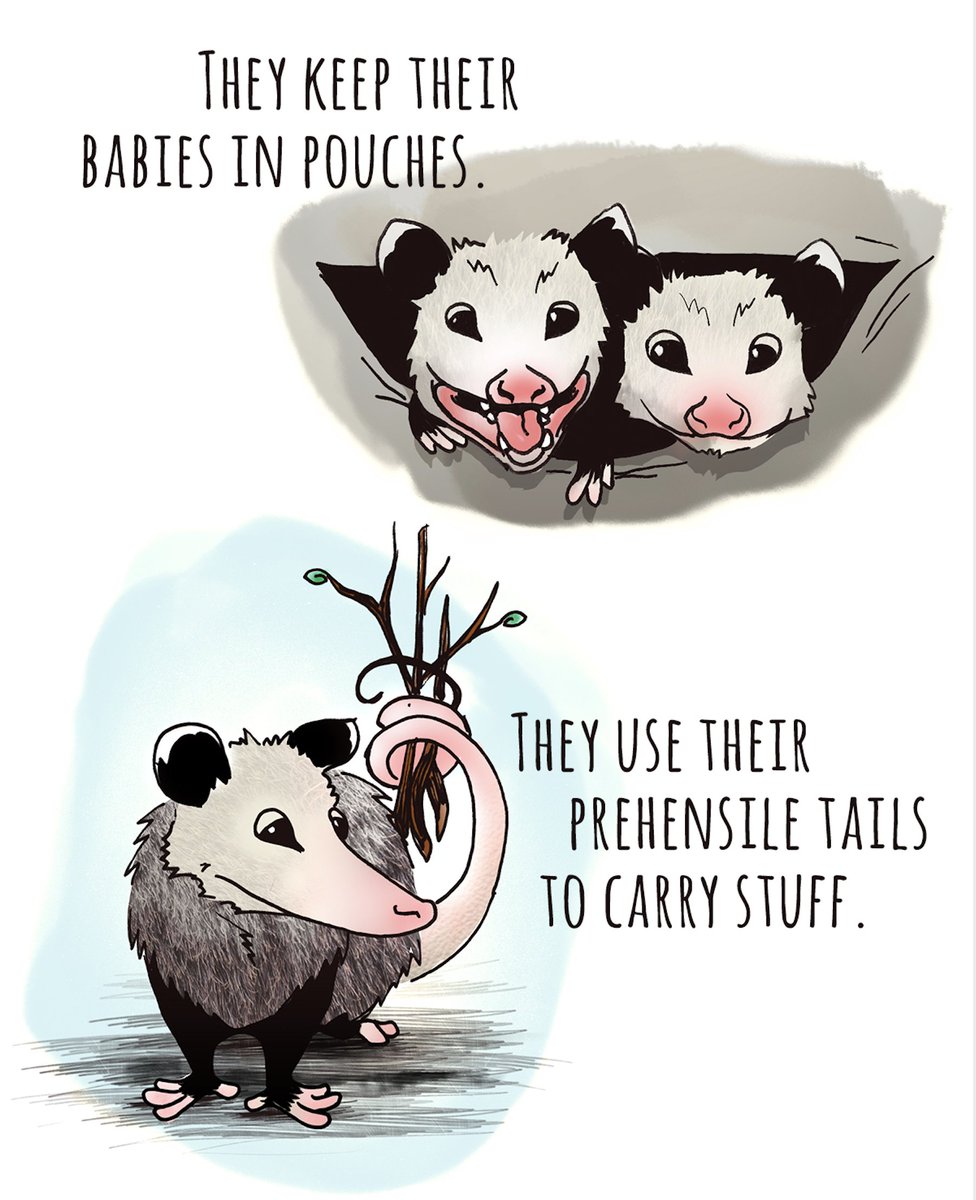 Hi. Someone just told me opossums are "disgusting creatures", and because that aggression cannot stand, I'm busting out this old piece  @_adamwilson & I did a million years ago and which is, sadly, no longer on the internet. Enjoy!