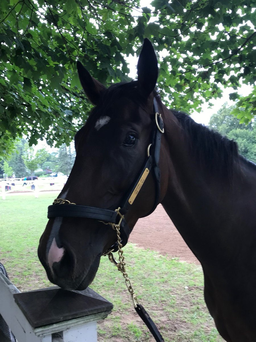 PhippsStableFan's tweet photo. PASSING OUT NOMINATED FOR G3 MATCHMAKER
Trainer @ClaudeMcGaughey has nominated #StuartJanney & #PhippsStable's 4-year-old graded stakes-placed filly #PassingOut (OrbโParty Now, by Tiznow) for the Gr. 3 Matchmaker Stks. at @MonmouthPark on Sat., July 18 covering 1โ
m. on turf. https://t.co/8ZBm5HR5tv