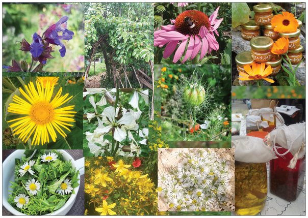 HeddyVeltkamp's tweet photo. Een 3 daagse zomercursus over kruiden van het Kruidenrijk in buurttuin Spinozaplantsoen te Utrecht: 18-7, 25-7 en 1 aug. 10-16 uur. Meer info en inschrijven: https://t.co/Hyp7Fo18A7 https://t.co/mYQsdQNLqh