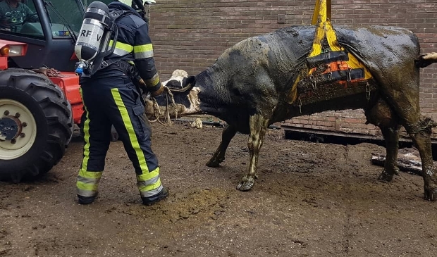 #Koe uit #beerput #Herenweg #Donkerbroek gehaald door #brandweer #Oosterwolde en #Nieuwehorne -..