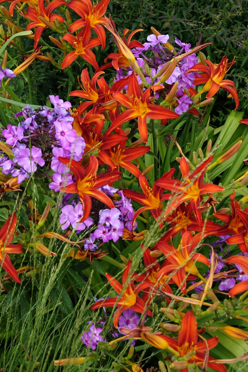 Mijn #plantencombi van deze week doet me verlangen naar zwoele zomeravonden, oriëntaals sfeertje, lekker muziekje en een ondergaande zon... Dat dus, en dat allemaal met deze mooie Phlox en Hemerocallis :)