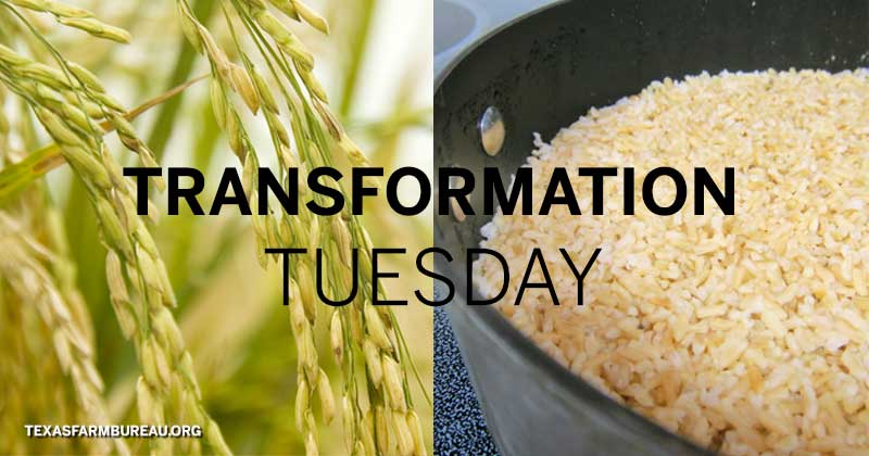 TexasFarmBureau's tweet photo. Tiny, but mighty. Rice is packed with nutrients. Learn more about the crop from field to table with this #TransformationTuesday on #TxTableTop. https://t.co/TItJNdyITb https://t.co/wup64n0RC6