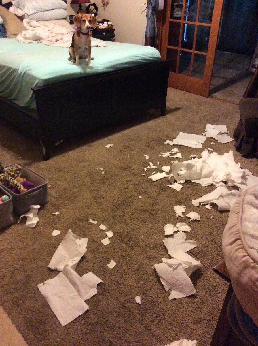 HollyRoth2017's tweet photo. Life of a puppy mom❤️🐾❤️🐾 she stole a roll of paper towels from the pantry upstairs while I was cooking dinner and drug it down two flights of stairs to shred it downstairs. #puppyfail #puppy #puppylove #dogsoftwitter https://t.co/yBervmGJQe