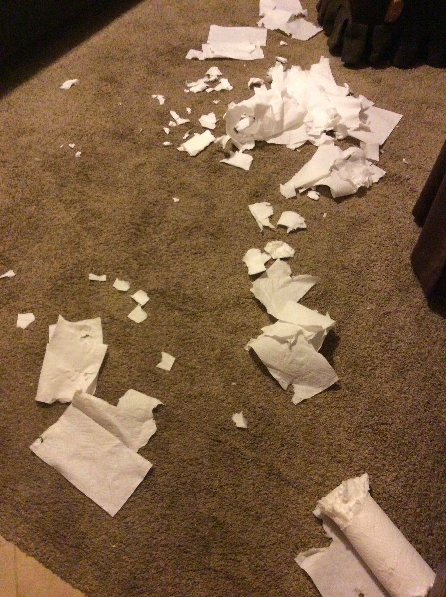 HollyRoth2017's tweet photo. Life of a puppy mom❤️🐾❤️🐾 she stole a roll of paper towels from the pantry upstairs while I was cooking dinner and drug it down two flights of stairs to shred it downstairs. #puppyfail #puppy #puppylove #dogsoftwitter https://t.co/yBervmGJQe