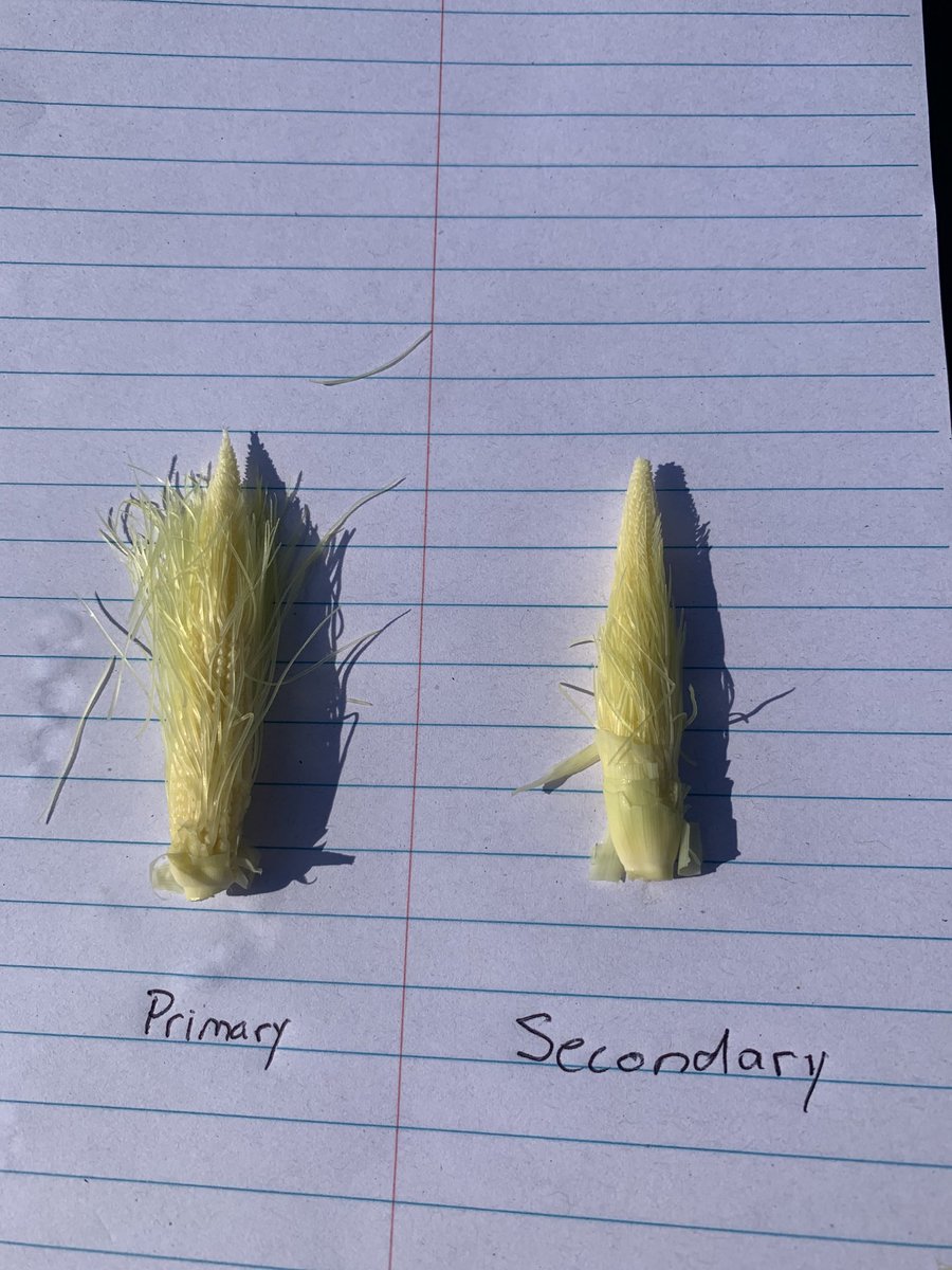 ba_genetics's tweet photo. Excellent primary and secondary ear formation in BA18-10 VT2P corn in Rensselaer, IN #BAgenetics #Edgeupsystem #corn #highyieldcorn #plant2020 #plant20 https://t.co/ftvVvGSNgN