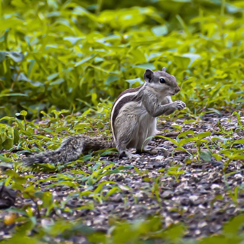 jigarkanjariya4's tweet photo. Squirrel.
.
.
#nikonasia #nikonphotography #nikon #ngtindia #knowfurther #wildlifeindia #shutterhubindia #bbcwildlifepotd #birdphotographersofindia #birdphotographyworld #gun_eat #gujarsourav #jin_999 #thepixelpage #bird #shutterhub_wala #carvinglens #jk… https://t.co/zXpZrrMSJz https://t.co/fqVDlUIu6o