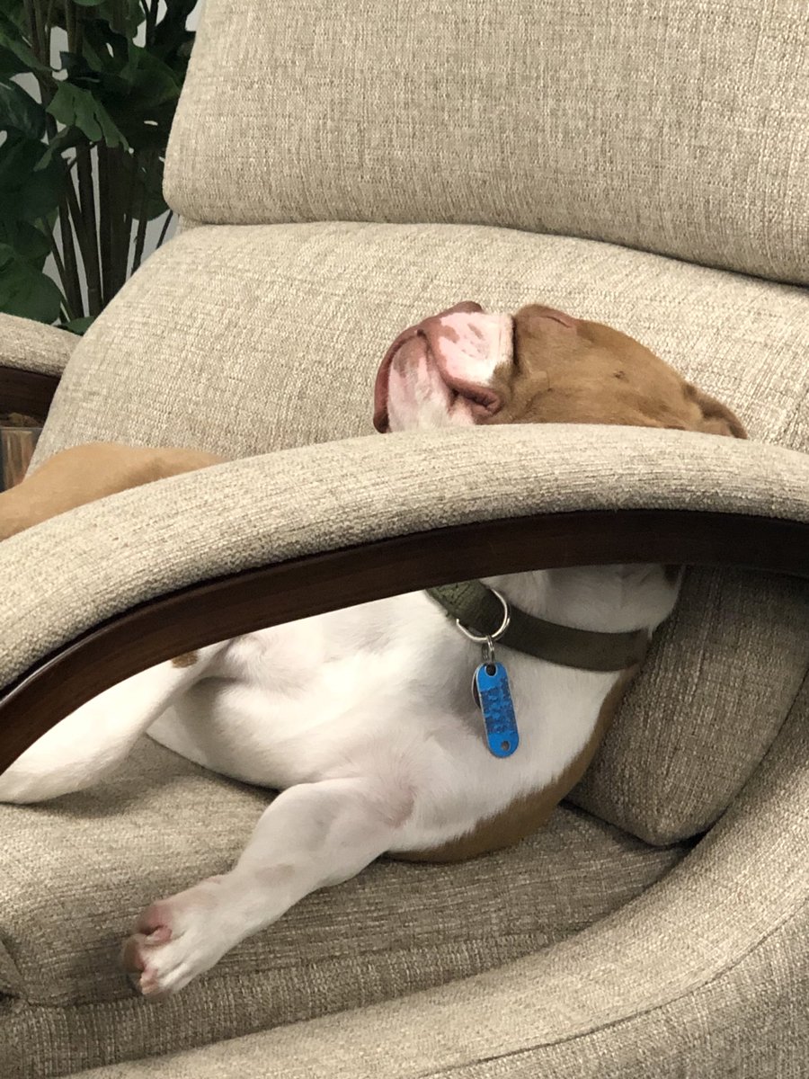 mQWaffles's tweet photo. Someone’s gonna have a sore neck after his nap. #sleptwrong https://t.co/xfK7E0oTzO