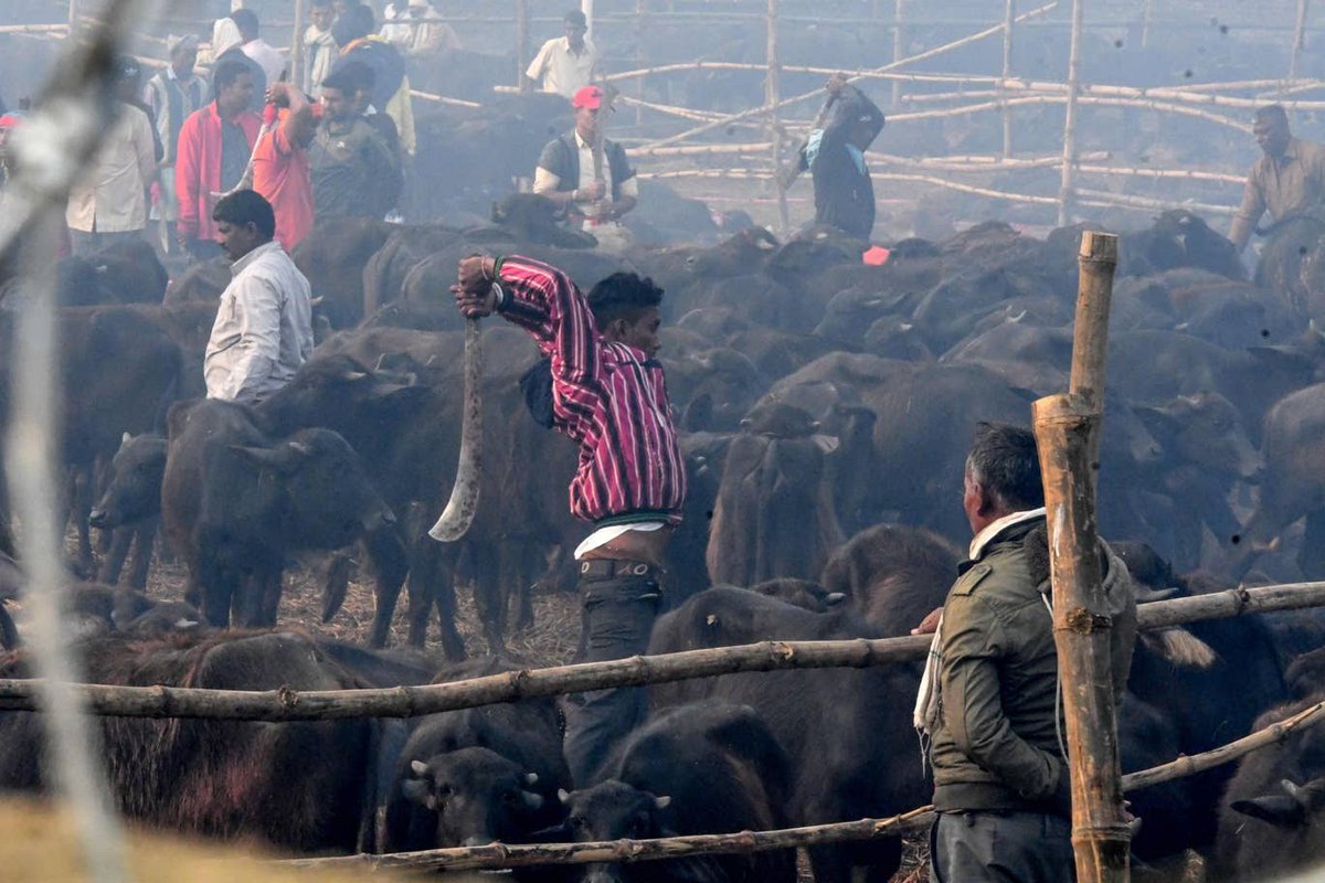 Let's talk about Hypocrisy,'World's largest animal sacrifice' takes place at Gadhimai Hindu festival. Although it was banned in 2015 but it still took place in 2019 where goat, rat, pig, chicken, buffaloes etc were sacrificed. Around 200 butchers behaded 3,500 buffaloes.
