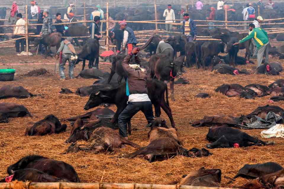 Let's talk about Hypocrisy,'World's largest animal sacrifice' takes place at Gadhimai Hindu festival. Although it was banned in 2015 but it still took place in 2019 where goat, rat, pig, chicken, buffaloes etc were sacrificed. Around 200 butchers behaded 3,500 buffaloes.