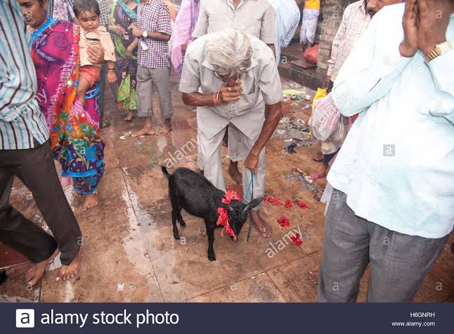 Hundreds of Birds and Animals were sacrificed during Durga Puja. This sacrifice is associated with 'Shaktism'. Buffalo is coomonly sacrificed as to celebrate the triumph of Goddes Kali Mata over 'Buffalo Demon'