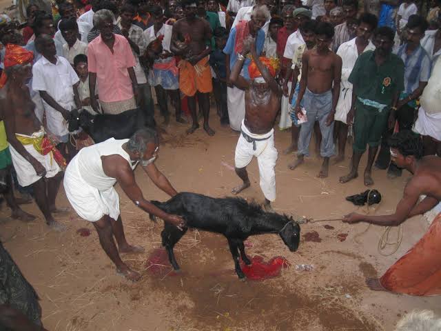 People from Rajput caste sacrifice an animal, commonly a goat to their 'Kul Devi' on Navratri. In the ritual, the animal must be sacrificed in a single stroke.