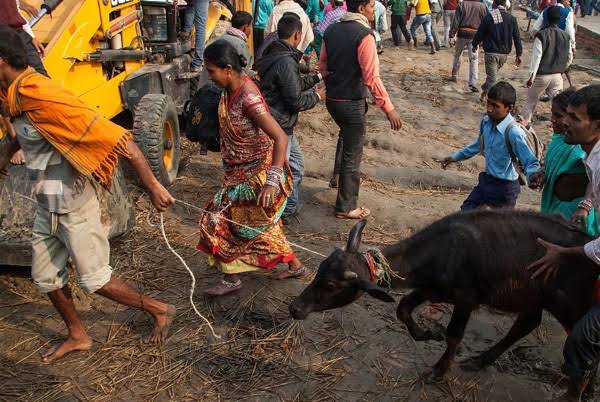 People from Rajput caste sacrifice an animal, commonly a goat to their 'Kul Devi' on Navratri. In the ritual, the animal must be sacrificed in a single stroke.